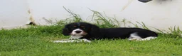 Cavalier King Charles Spaniel dogs for sale: Beautiful Cavalier King Charles Spaniel puppies - Advert 30
