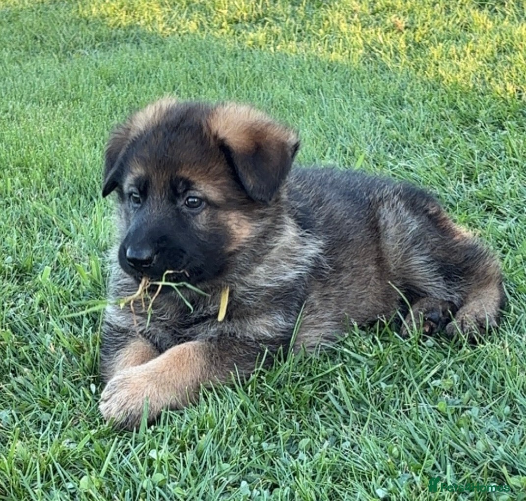 German Shepherd dogs German shepherd pups  - Advert 10