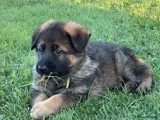 German Shepherd dogs German shepherd pups - Advert 10