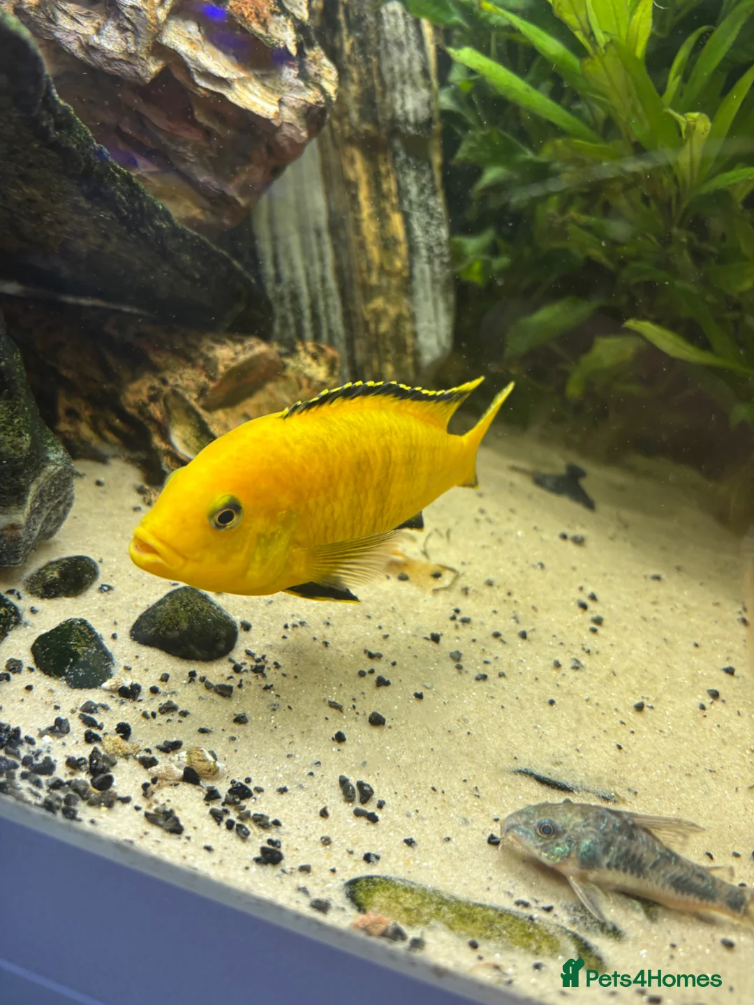 Cichlids fish for sale: Cichlids and clown loach for sale  in Ware - Advert 16
