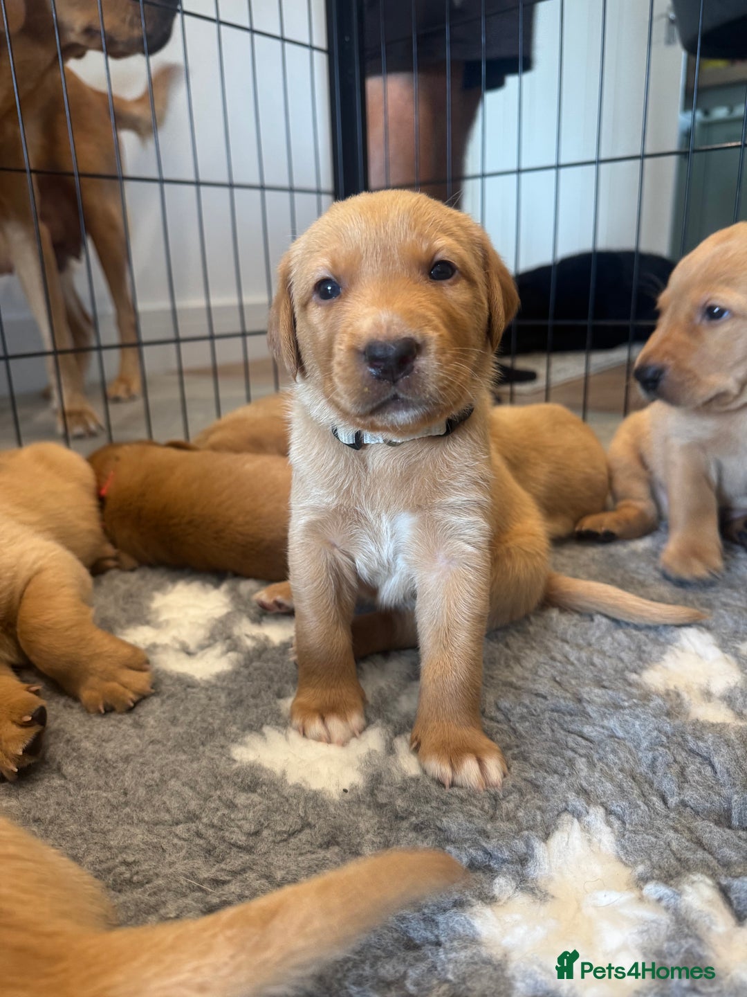 Labrador Retriever dogs for sale: Fox Red Boy  - Image 11