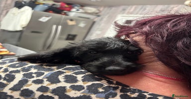 Doxiepoo dogs Doxipoo puppies READY NOW - Advert 8