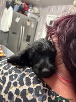 Doxiepoo dogs Doxipoo puppies READY NOW - Advert 7