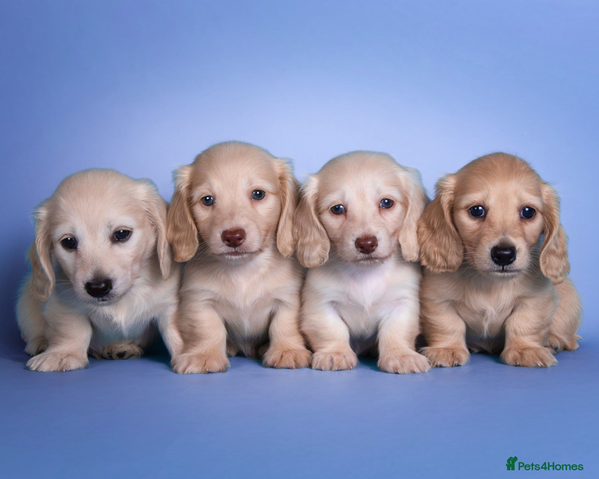 Miniature Dachshund dogs Cream Longhaired Miniature Dachshund - Advert 2