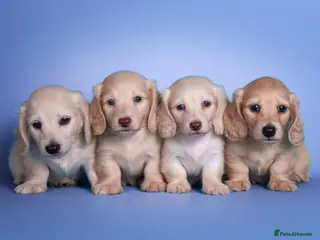 Miniature Dachshund dogs for sale: Cream Longhaired Miniature Dachshund - Advert 1