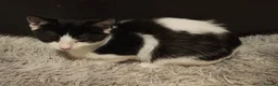 Mixed Breed cats for sale: Male and female kittens - Advert 2