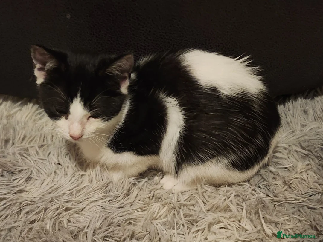 Mixed Breed cats for sale: Male and female kittens - Advert 2