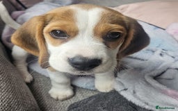 Beagle dogs for sale: KC Registered Pedigree Male Beagle Pup - Image 1