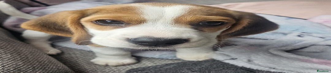 Stunning tricolour pedigree male pup