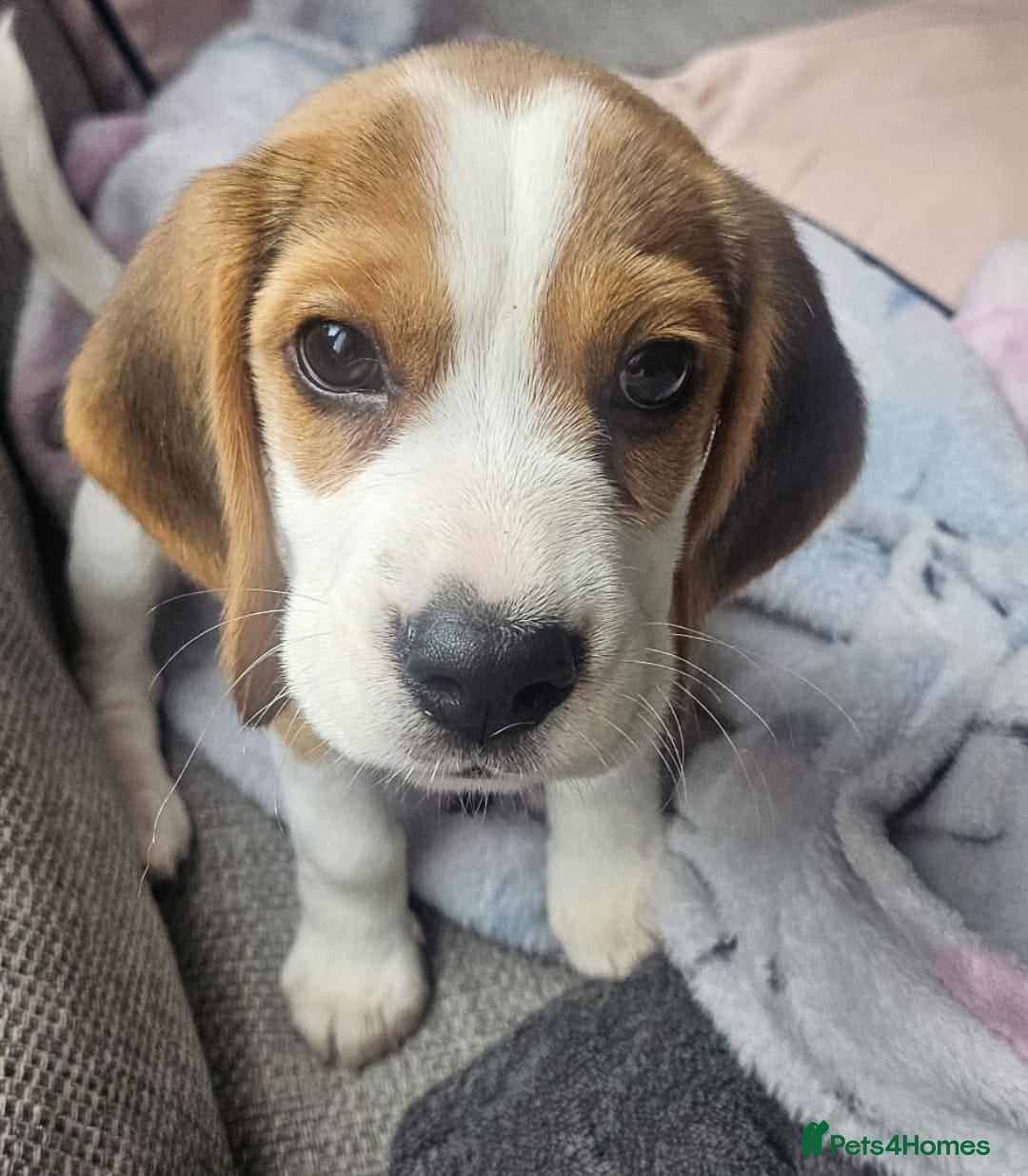 Beagle dogs for sale: KC Registered Pedigree Male Beagle Pup - Image 1