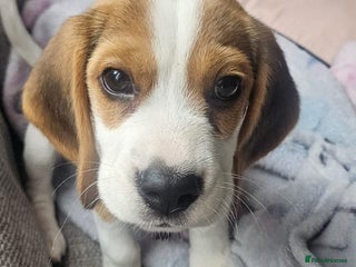 Beagle dogs - Advert 1