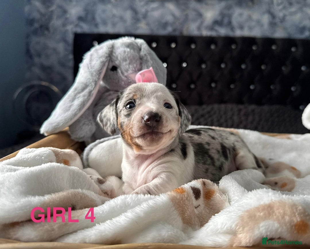 Dachshund dogs for sale: STUNNINGLY,  GORGEOUS DACHSHUND PUPPIES 🐶 😍  - Image 12