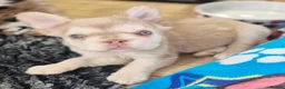 French Bulldog dogs for sale: 5 Beautiful French Bulldogs - Advert 5