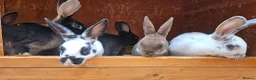 Rex rabbits for sale: Rex & Mini Rex Kits Available - Advert 2