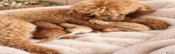 Toy Poodle dogs for sale: Amazing Toy poodles in Llandysul - Advert 3