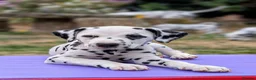 Dalmatian dogs for sale: All pups sold, sorry. - Advert 2