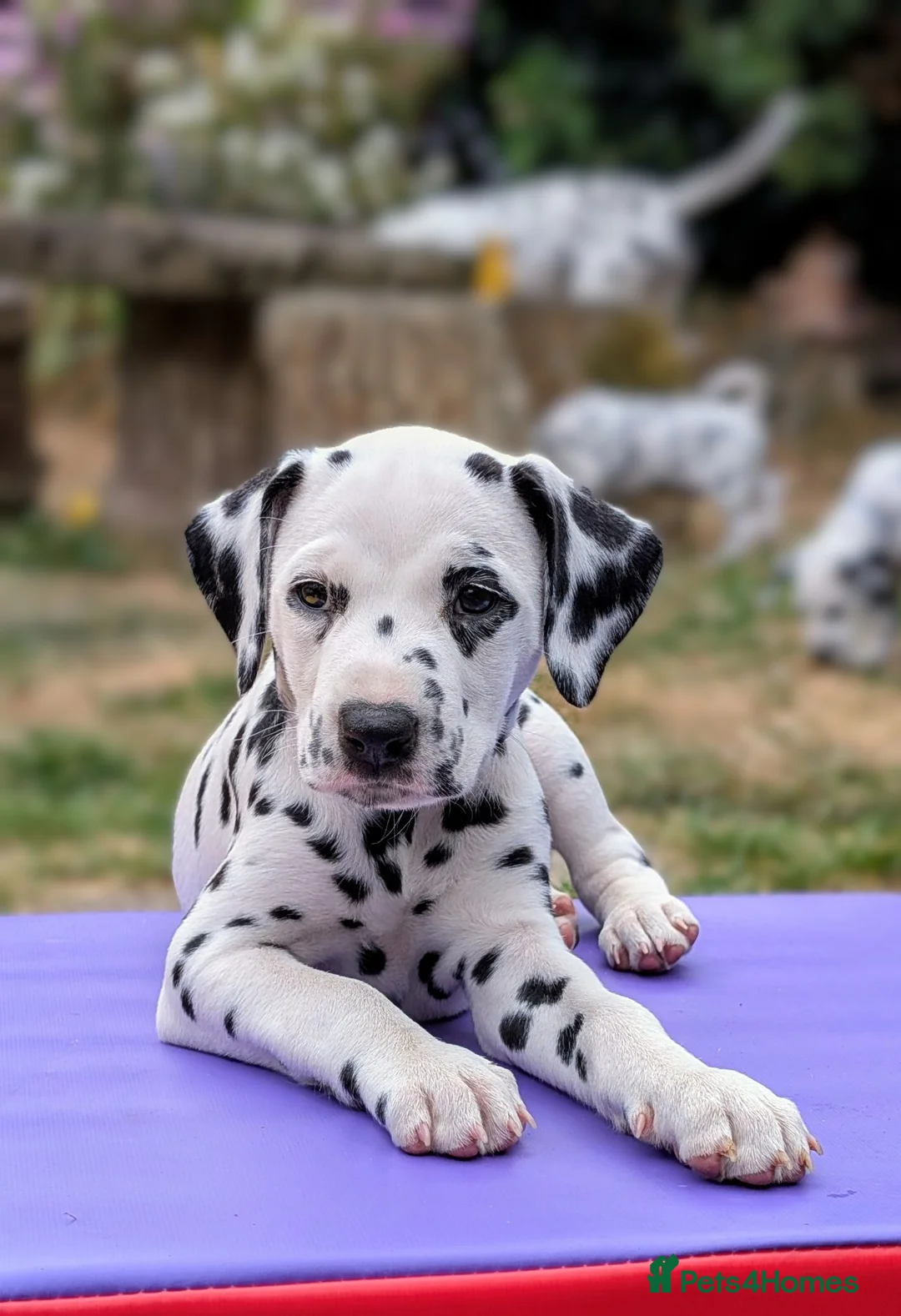 Dalmatian dogs for sale: All pups sold, sorry. - Advert 2