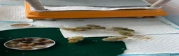 Quail poultry for sale: Button Quail Pure Silver CPQ hatching Eggs  - Advert 2