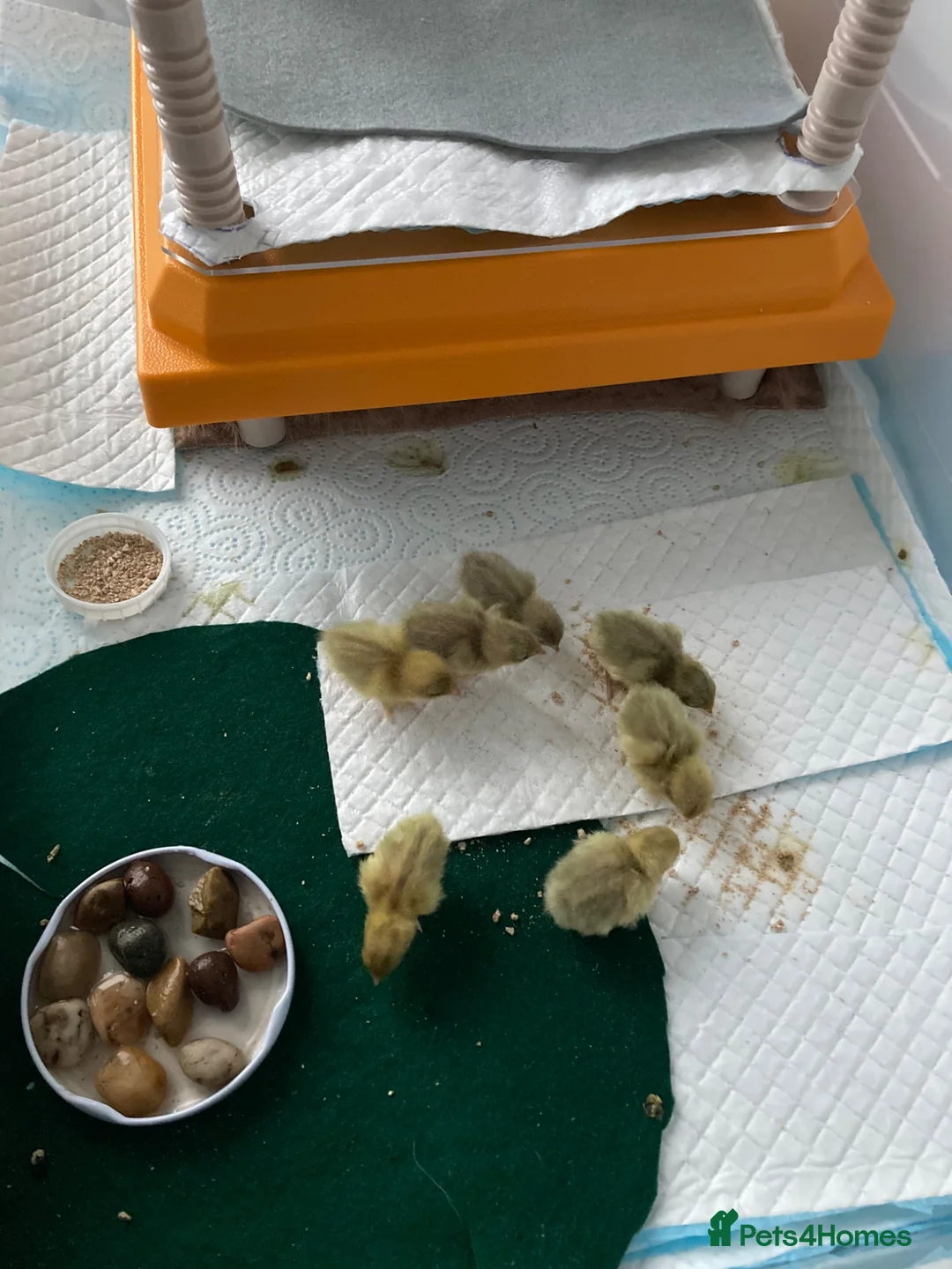 Quail poultry for sale: Button Quail Pure Silver CPQ hatching Eggs  - Advert 2