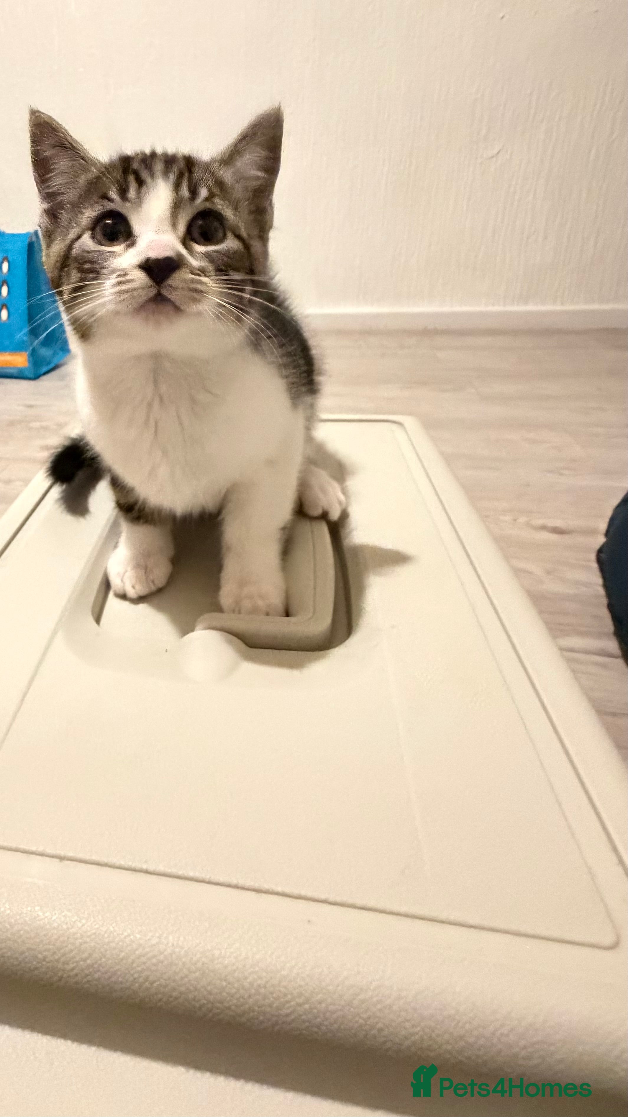 Mixed Breed cats Beautiful tabby kittens  - Advert 4