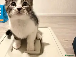 Mixed Breed cats Beautiful tabby kittens - Advert 4