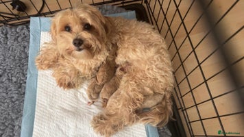 Maltipoo dogs Stunning Maltipoo puppies - Advert 1