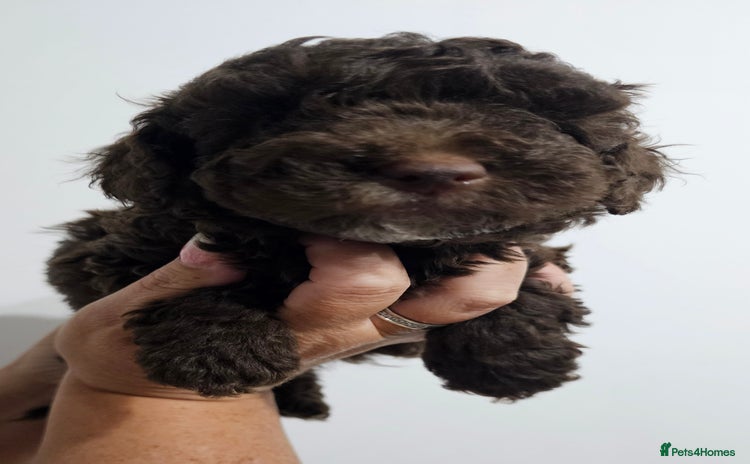 Miniature Poodle dogs Very well bred, health tested parents  - Advert 1