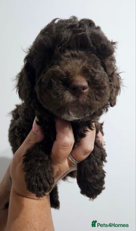 Miniature Poodle dogs Very well bred, health tested parents - Advert 1