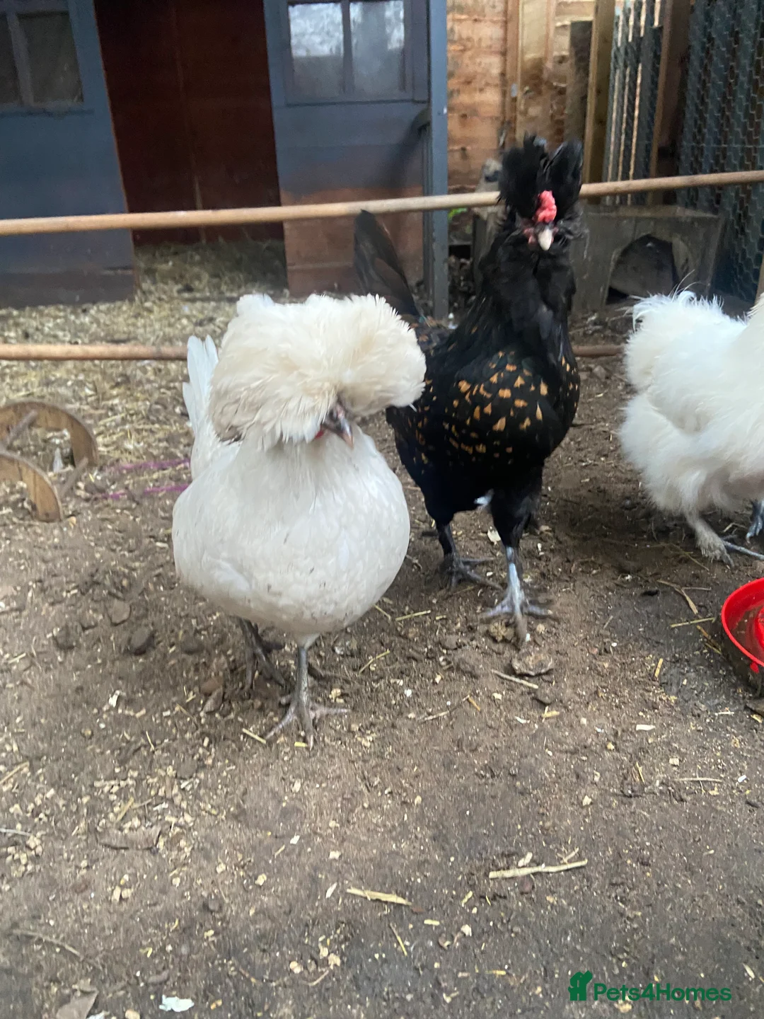 Chickens poultry for sale: 5 female silkies and 2 polish  - Advert 3