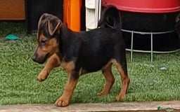 Jack Russell dogs for sale: Jack Russell's Miniature pup Ready to leave Now in Dagenham - Image 17