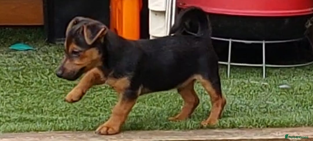Jack Russell dogs for sale: Jack Russell's Miniature pup Ready to leave Now in Dagenham - Image 17