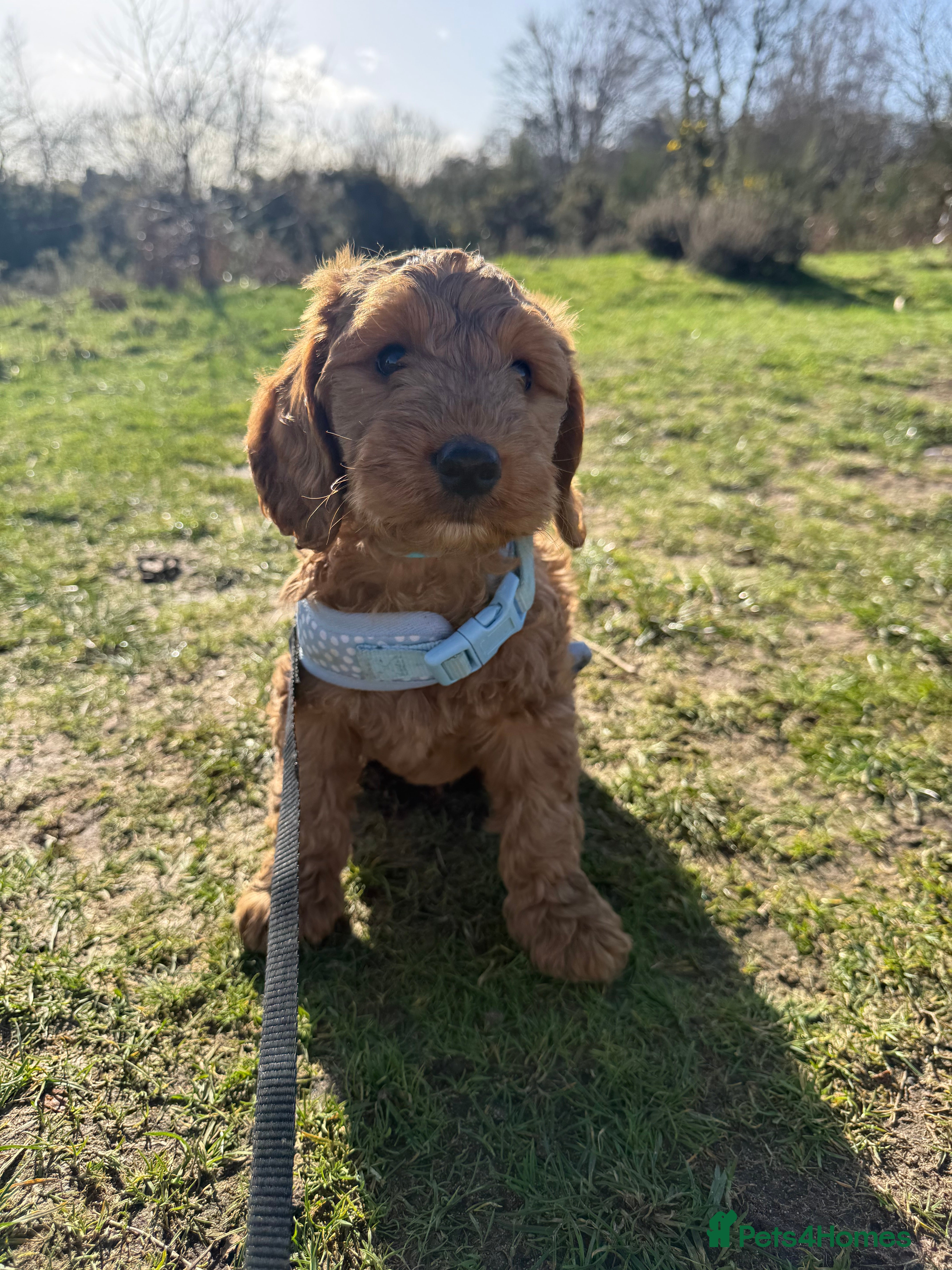 Cockapoo dogs READY TO GO! LAST BOY F1 Cockapoo puppies - Advert 3