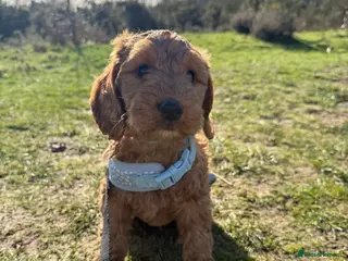 Cockapoo dogs READY TO GO! LAST BOY F1 Cockapoo puppies - Advert 3