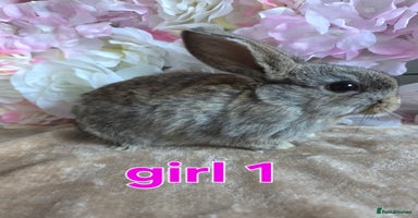 Mini Lop rabbits ♥️Very friendly mini lop babies available ♥️ - Advert 13