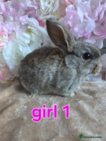 Mini Lop rabbits ♥️Very friendly mini lop babies available ♥️ - Advert 8