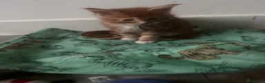 Dark Red & white  Purple collar make Maine Coon 2