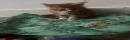 Maine Coon cats for sale: XL Maincoon kittens  - Advert 29