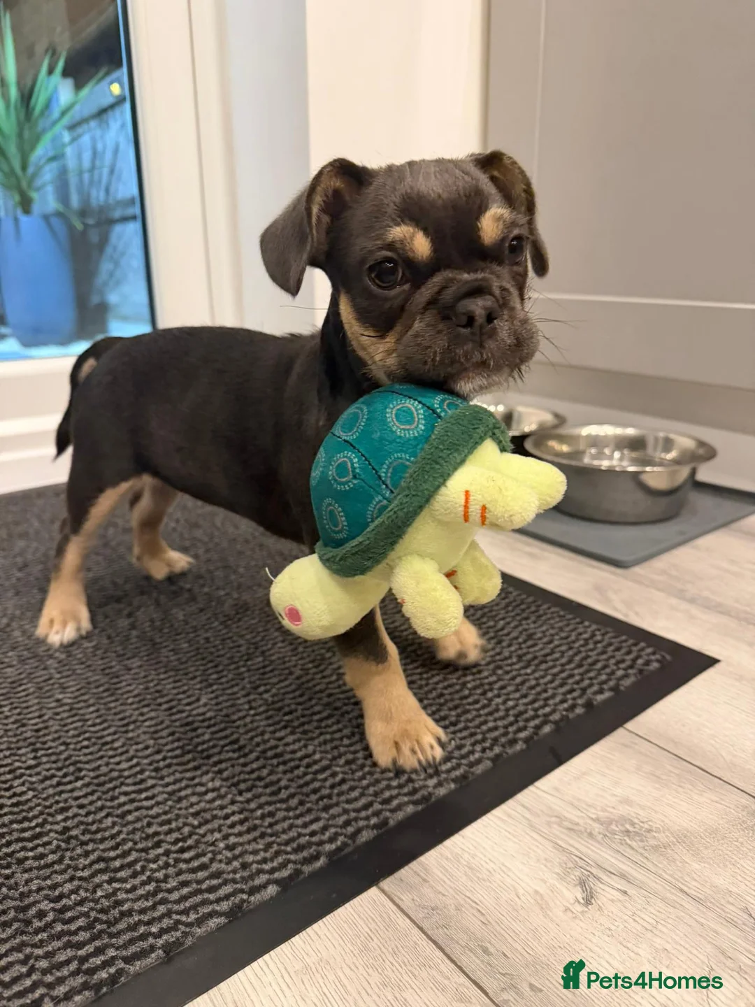Mixed Breed dogs for sale: French Bulldog X Toy Poodle 13 Week Old Female - Advert 2