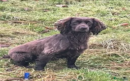 Cocker Spaniel dogs for sale: Working Cocker Spaniels in Dorchester - Image 4