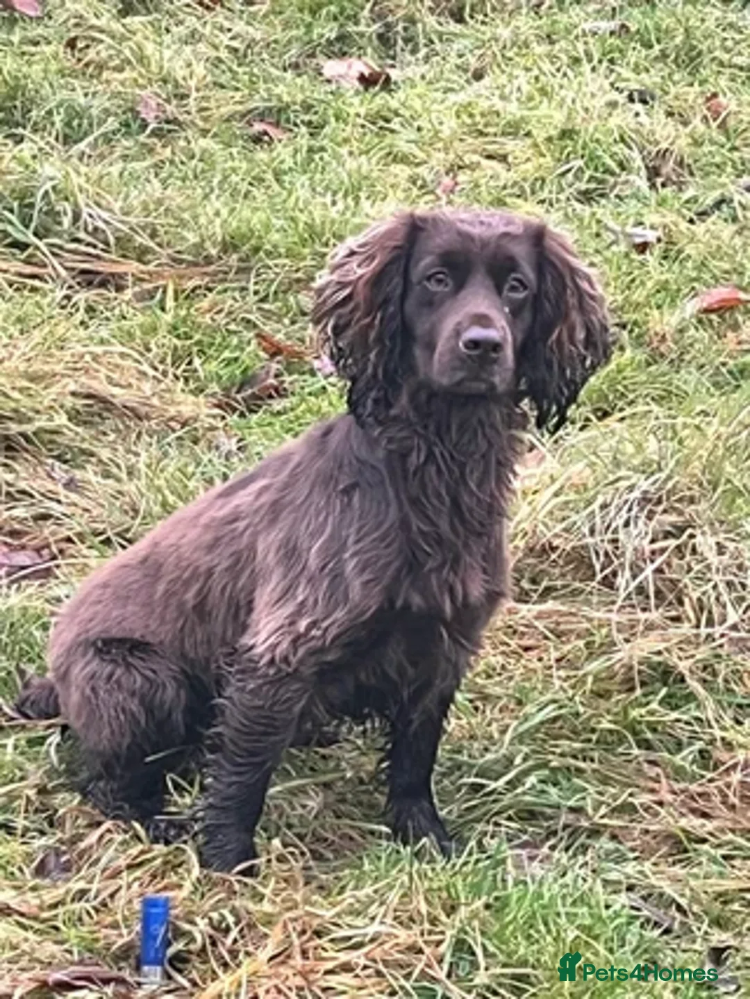 Cocker Spaniel dogs for sale: Working Cocker Spaniels in Dorchester - Image 4