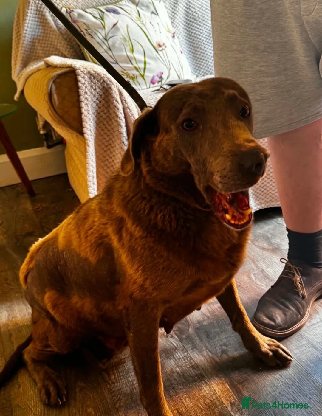 Labrador Retriever dogs for sale: Female Labrador for sale  - Advert 6