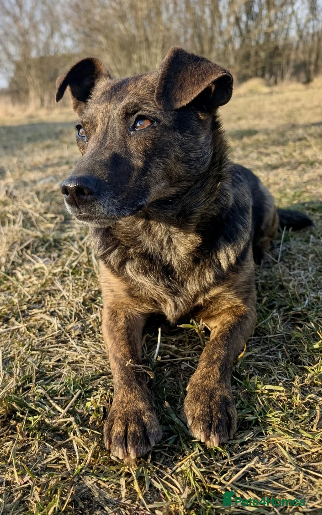German Shepherd dogs for adoption: 🐾 JUNA – German Shepherd  in West Malling - Advert 2