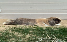 Mini Lop rabbits for sale: Autumn and freddo, bonded mini lops  - Image 7