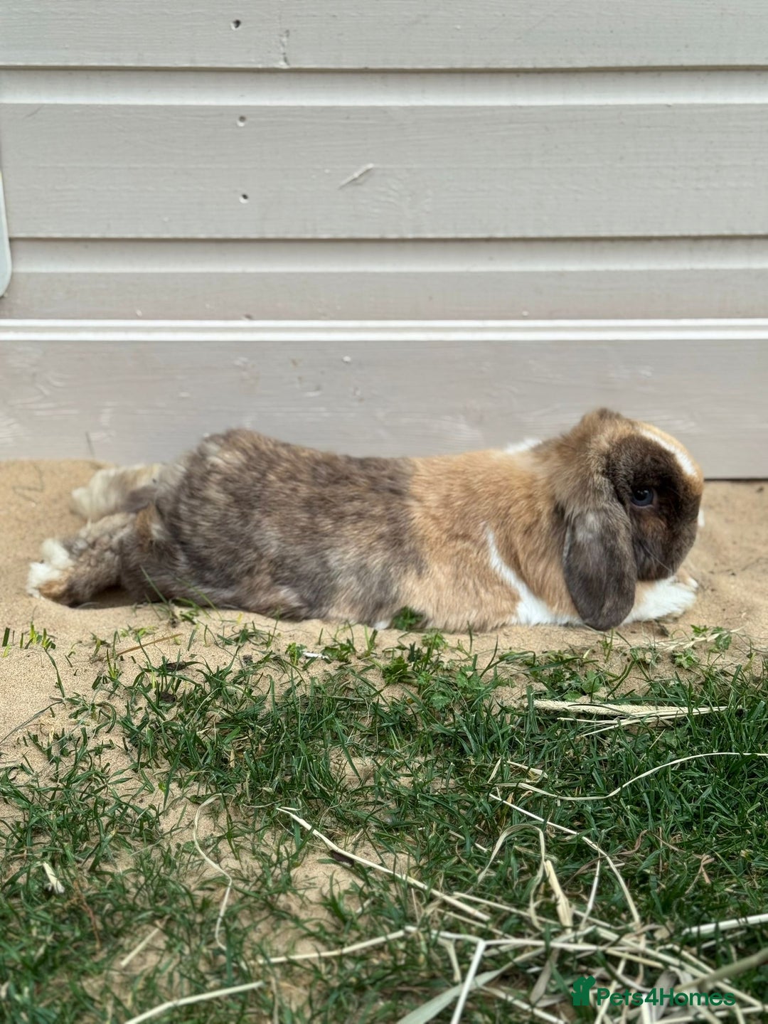 Mini Lop rabbits for sale: Autumn and freddo, bonded mini lops  - Image 7