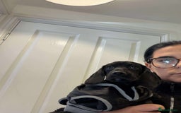 Mixed Breed dogs for sale: Docker puppy’s  - Image 8