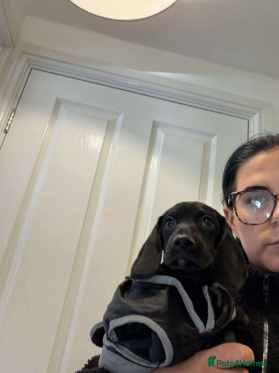 Mixed Breed dogs for sale: Docker puppy’s  - Image 8