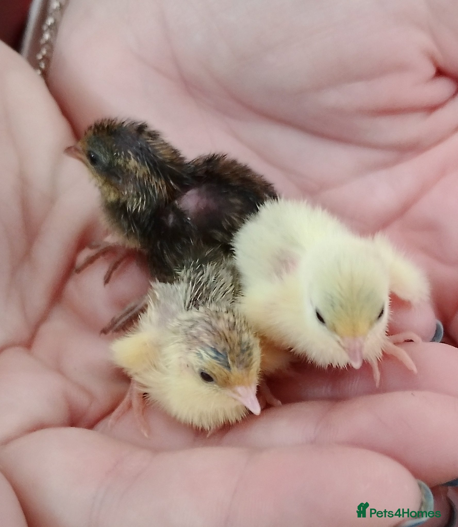 Quail poultry Chinese painted quail chicks - Advert 18