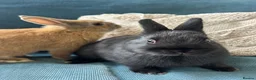 Netherland Dwarf rabbits for sale: Male & female Purebred Netherland dwarf rabbits  - Advert 3
