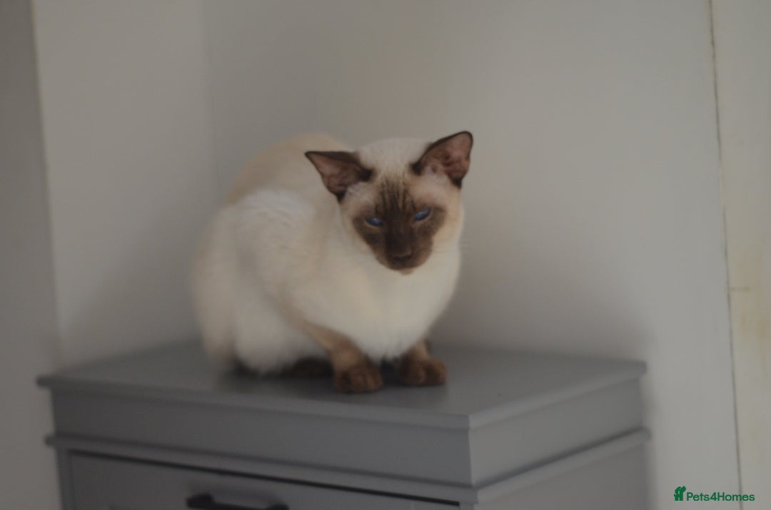 Siamese cats for stud: 🍫 CHOCCY POINT WEDGEHEAD TYPE SIAMESE STUD - Advert 5