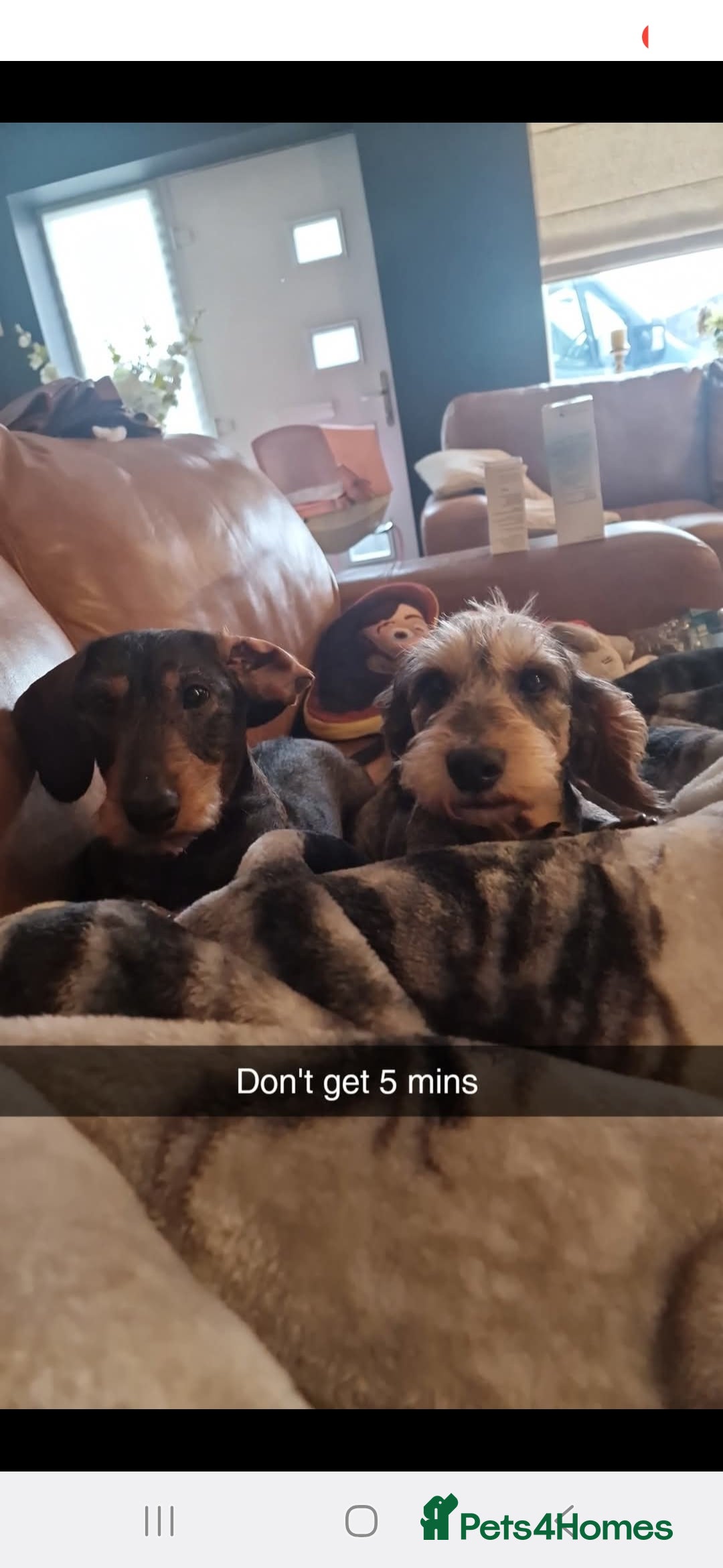 Dachshund dogs for sale: Mrs Kelly Armstrong  - Image 2